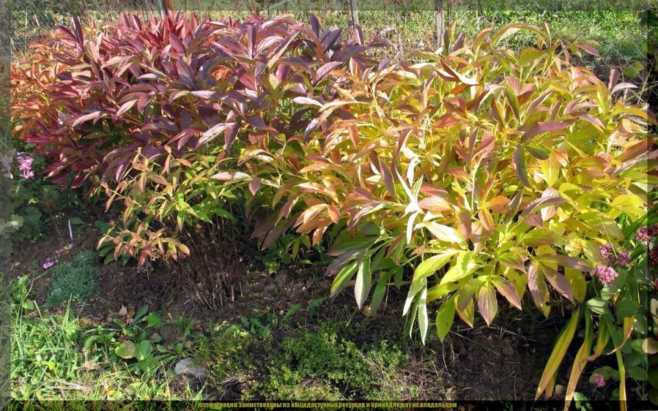 ��� ��������� �� ������� � �������: ������ ������ ��� �������� ��������