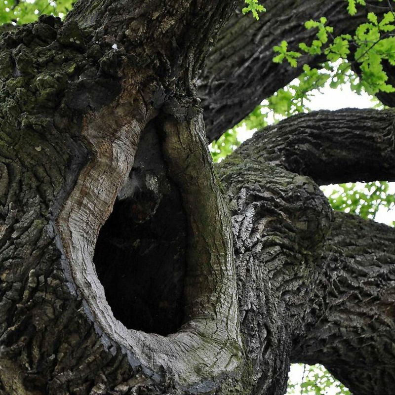 ��� ��������� �������� �������: ����������� ������ ������� �����