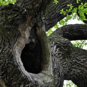 ��� ��������� �������� �������: ����������� ������ ������� �����