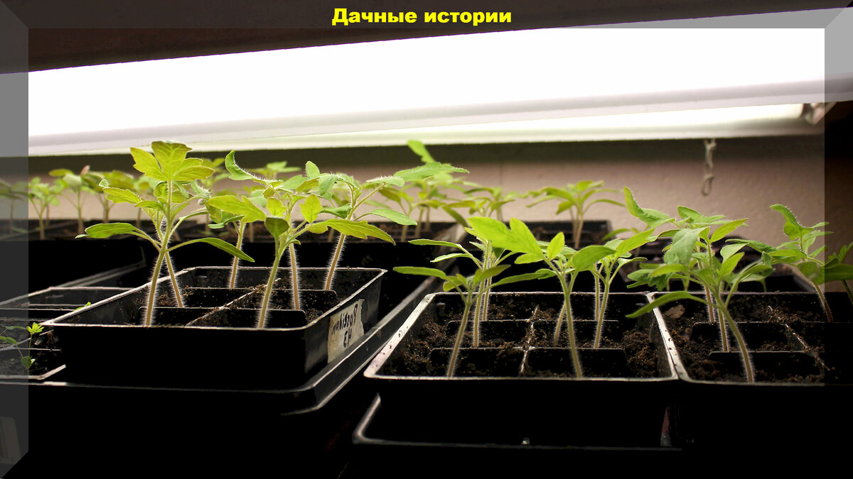 Основные советы для дачников: практические ответы на актуальные вопросы