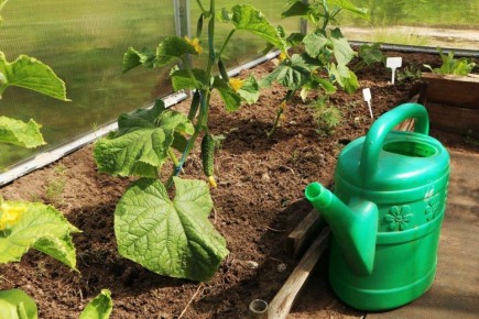 Как правильно подкармливать огурцы в начале плодоношения: секреты успешного ухода