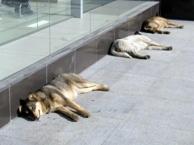 Участок под строительство приюта для животных выбрали в Самарской области