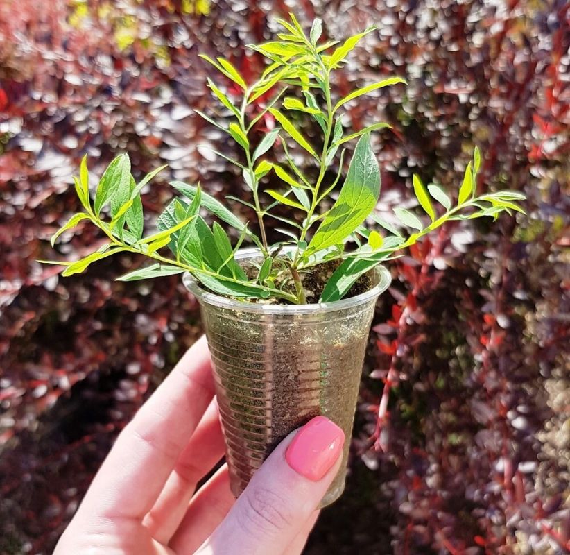 ������� ������������: ������� ��������� ����������� ��������