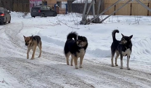 В Тольятти ищут участок под строительство приюта для животных