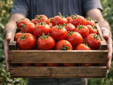 Томат, который станет спасением для занятых дачников