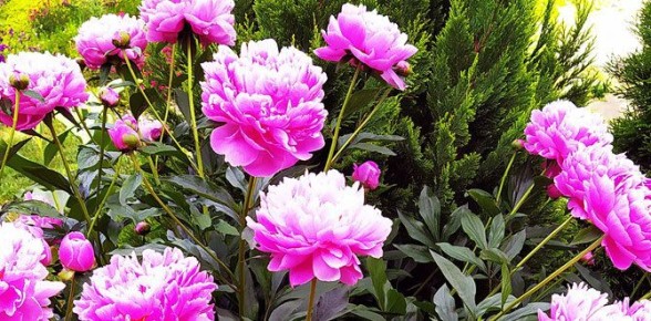 Как подготовить пионы к весеннему цветению: осенние секреты ухода