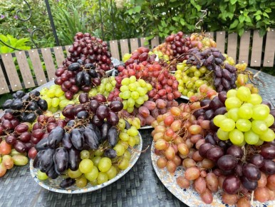 Секреты успешного виноградарства в холодных регионах