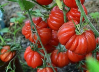 Как выбрать идеальные томаты для консервирования