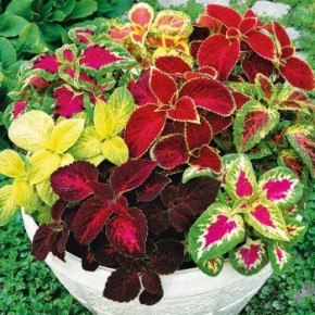 ��������� �����: �� ����������� �� ������