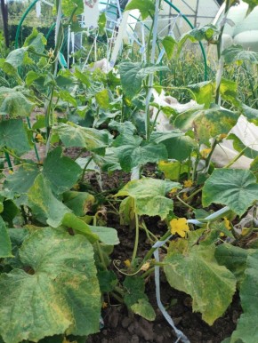 Как правильно подкормить огурцы в июле для щедрого урожая