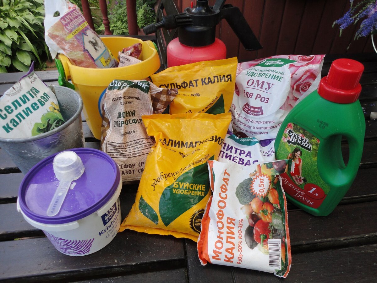 Как правильно подкармливать розы в разные сезоны