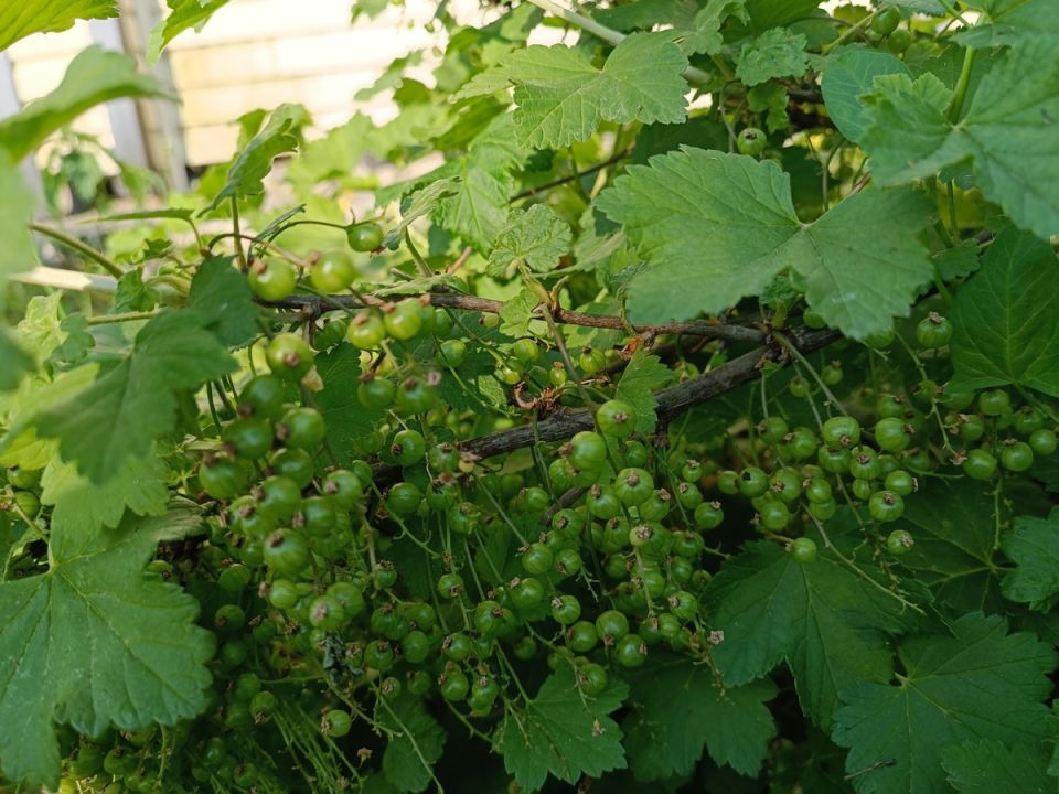 Почему август важен для смородины: секреты ухода и подкормки