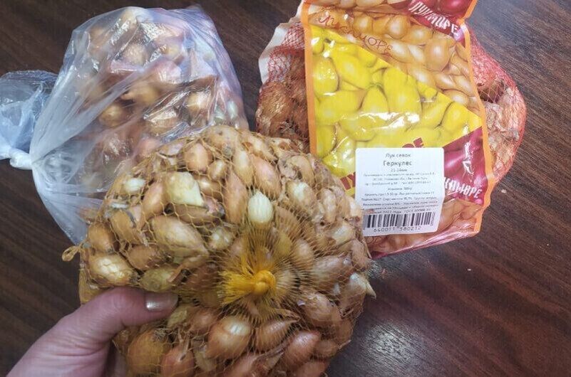 Как правильно выбрать лук-севок для весенней посадки и собрать богатый урожай