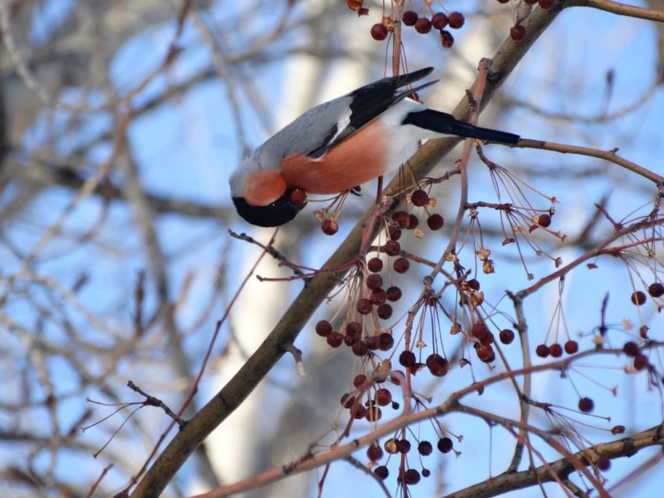 Доброе утро, Тольятти!. На календаре 23 февраля