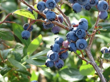 ��� �������� ��������� ������ �������� � ������� ���������� ���������