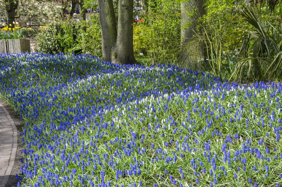 Соблазнительные мускари: цветы для весеннего сада