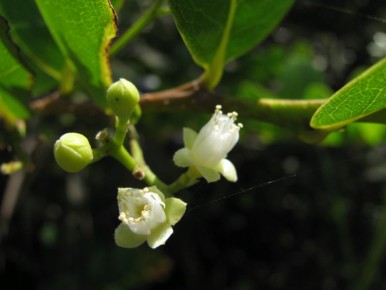 �����: ������������ ��������� ����� ��������