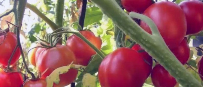 ��� ��������� �������� ��� ������: �������� �����������