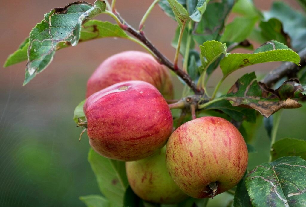 Эффективные советы по осенней обрезке яблонь для обильных урожаев