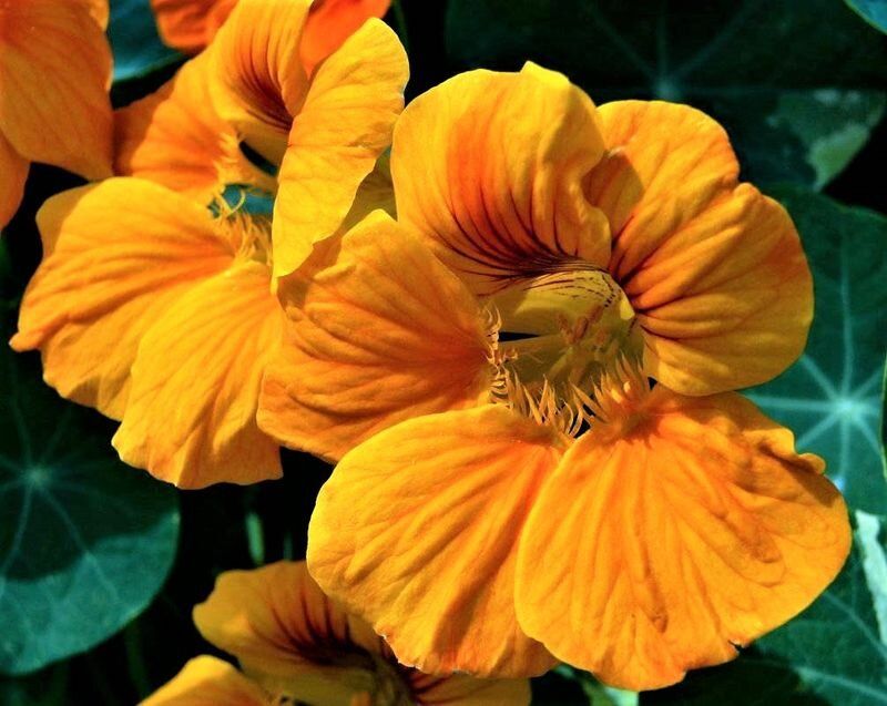 �������� �����, ������� ������� ��� ��� �� ������