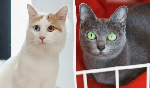 Редкие породы кошек, которые покорят ваше сердце
