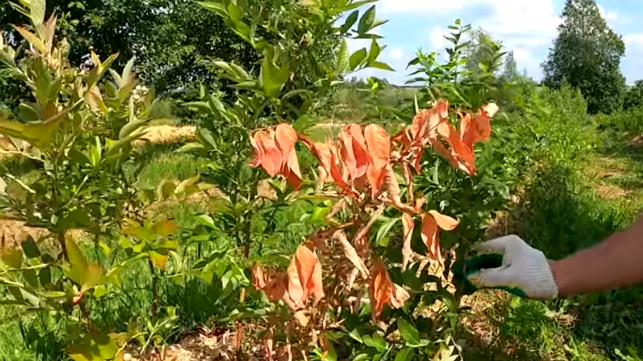 Как увеличить урожай голубики в 3,7 раза: секреты успешного выращивания