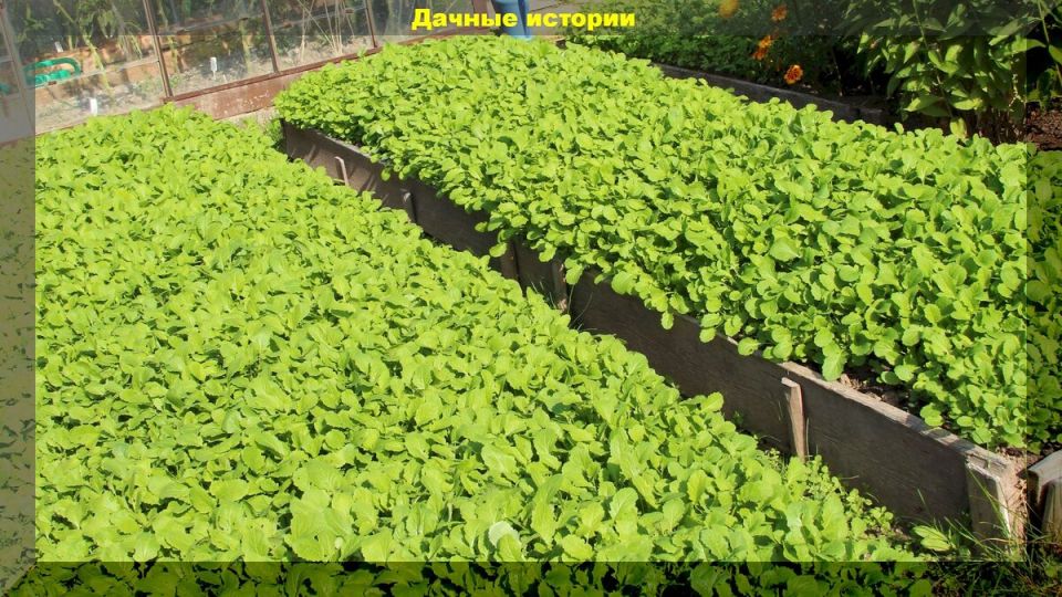 ������� ��� �������: ������� � ������, ��� ��������� ������������ ������� � �������� ��������