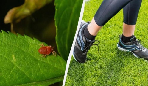 ��� ���������� �� ������: ������� ������ ����� ���������