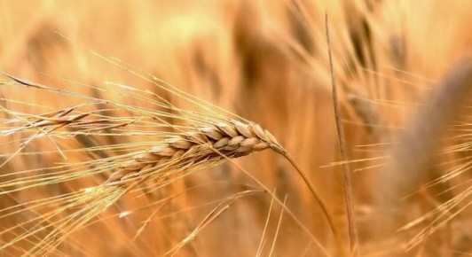 Погружаемся в мир муки: как выбрать правильный вид для выпечки