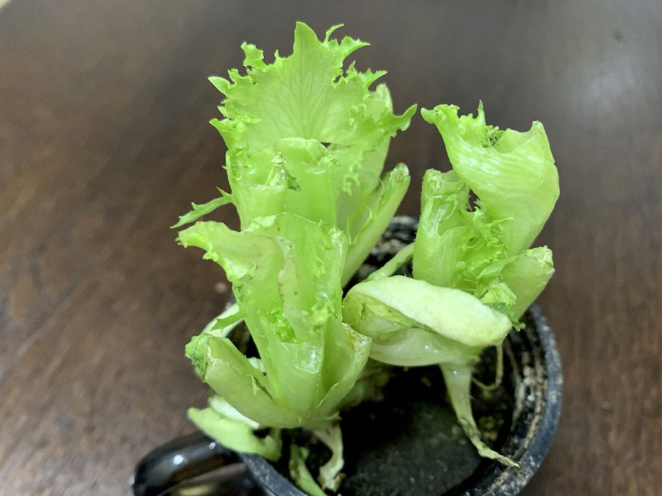 ��� �������� ��������� ����� �� ��������: ����������� � ���������� ������������