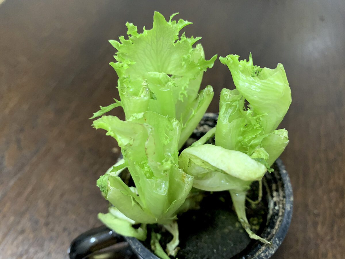 Как повторно вырастить салат из остатков: эксперимент с неудачными результатами
