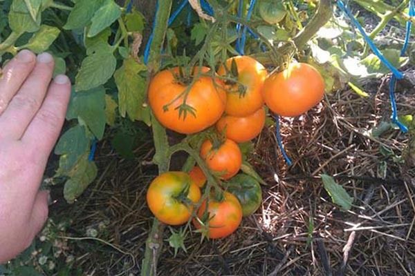 ��� ��������� ����� ��������: ������� ��������� ������