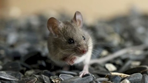 ������������ ������ ��� ������ �������: �������� ����� ������ �������� � ����������