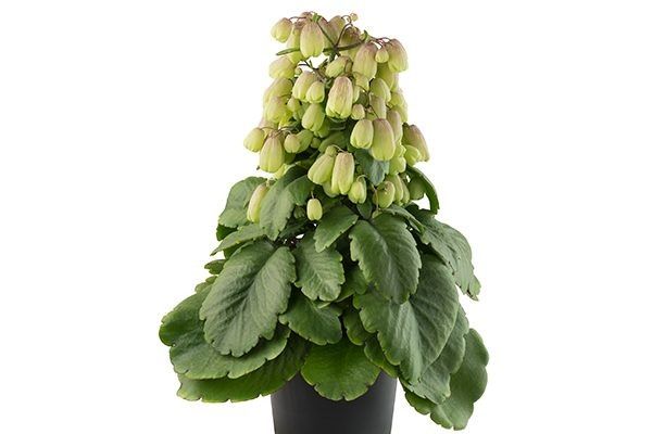 �������� ��������: ������� ����� � ��� ������������ �������� ��������