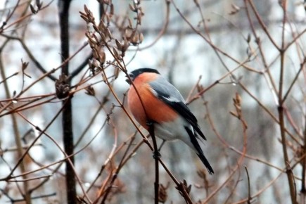 Последние штрихи уходящей зимы и - долгожданная весна!