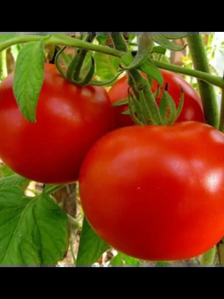 Томат Северянин: идеальный выбор для северян и огородников с коротким летом