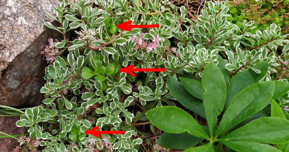 ����� ������� ������� � ������������� ��������: ��� �����������