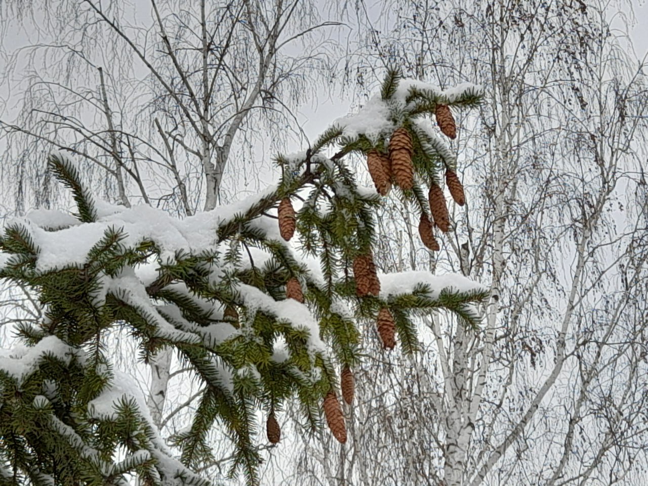 Три дня до весны... Но зима в конце февраля по-прежнему величественна и прекрасна!