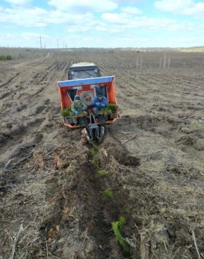 С заботой о лесе. На коллегии администрации был представлен отчет о реализации муниципальной программы «Охрана, защита и воспроизводство лесов, расположенных в границах городского округа Тольятти»