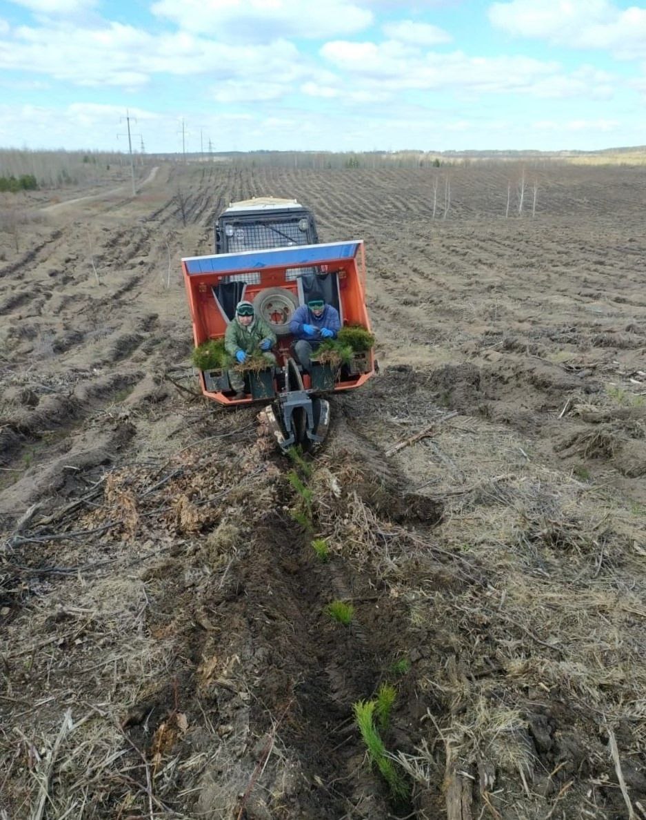 С заботой о лесе. На коллегии администрации был представлен отчет о реализации муниципальной программы «Охрана, защита и воспроизводство лесов, расположенных в границах городского округа Тольятти»