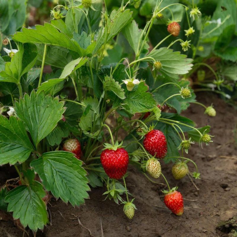 �������� ��� �����: ����������� ������� ������ ��� ������� ������