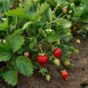 �������� ��� �����: ����������� ������� ������ ��� ������� ������