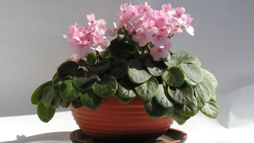 Уход за комнатными растениями: важные нюансы