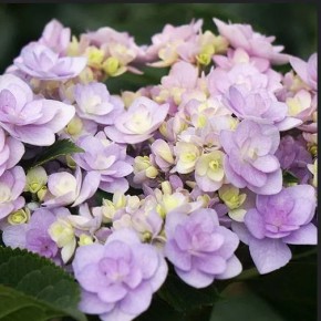 Сорта морозостойких гортензий, которые не подведут