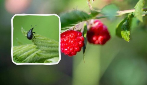 Эффективные способы борьбы с долгоносиком на малине
