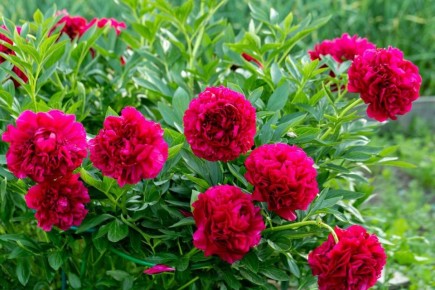 Секреты обрезки пионов: как избежать ошибок после цветения