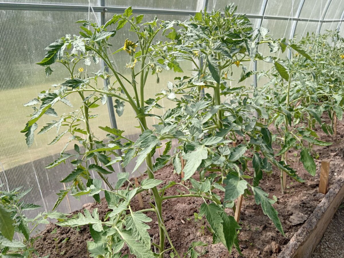 Как правильно ухаживать за томатами в июне: пять ключевых советов