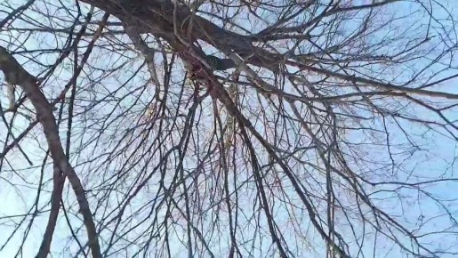 Слушаем птиц!. Трели синиц – это как утренний концерт на свежем воздухе, только без билетов