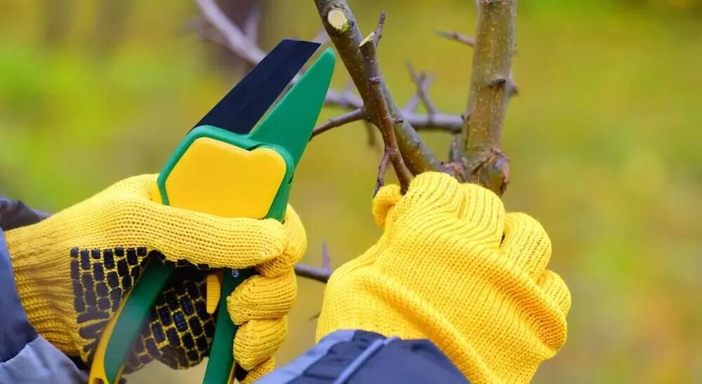 Что делать, если не успели обрезать сад до холодов