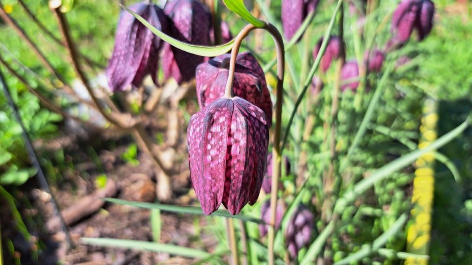 ������ ���������: ��������� ������ ��� ������ ����